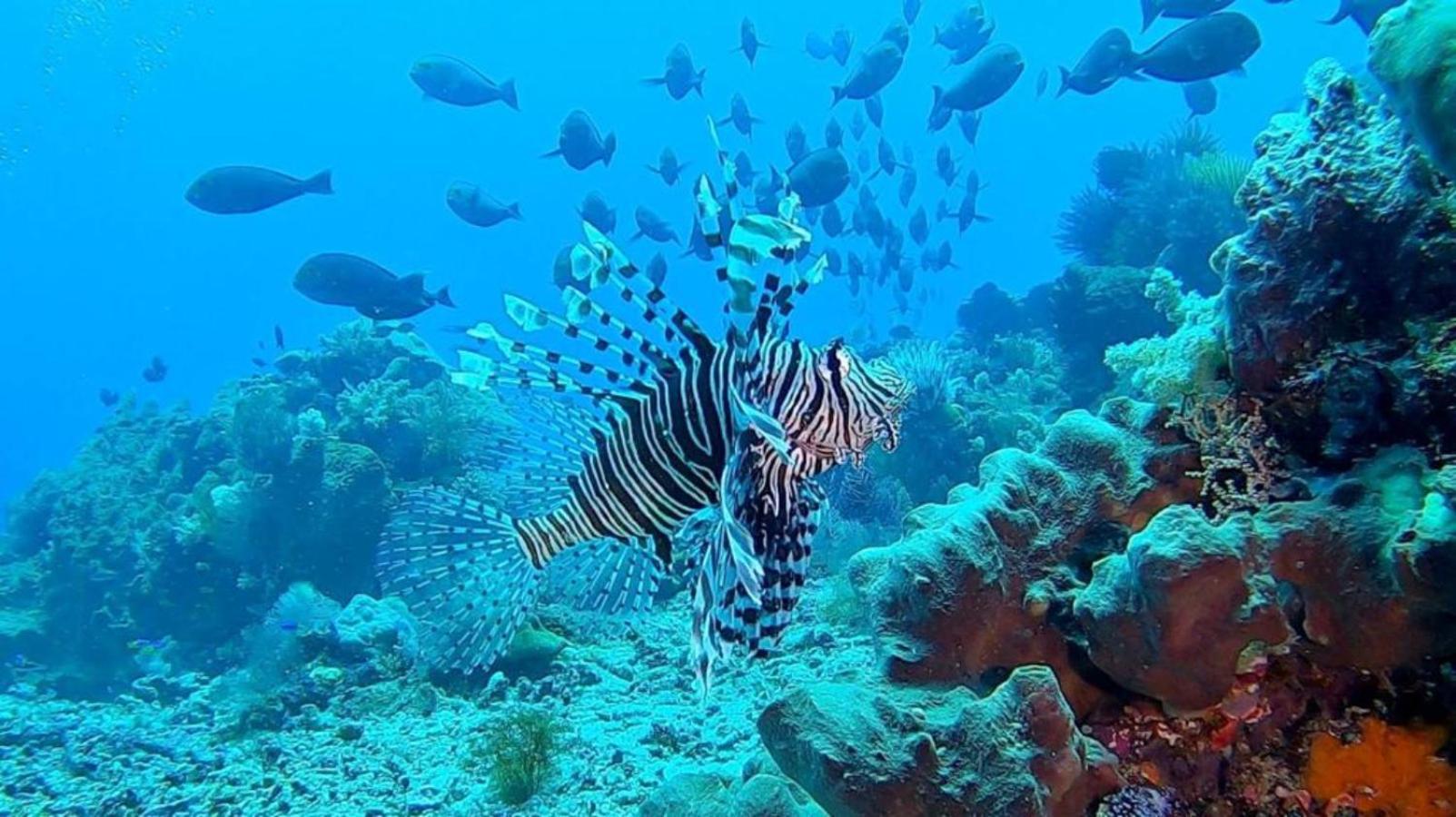 Sunia Loka Bungalows & Dive Center เปมูเตรัน ภายนอก รูปภาพ