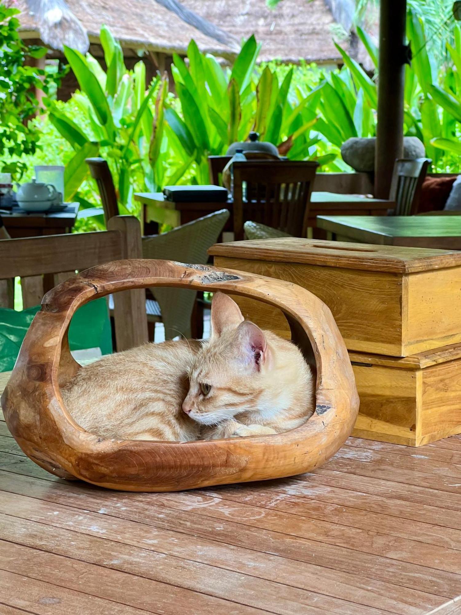 Sunia Loka Bungalows & Dive Center เปมูเตรัน ภายนอก รูปภาพ