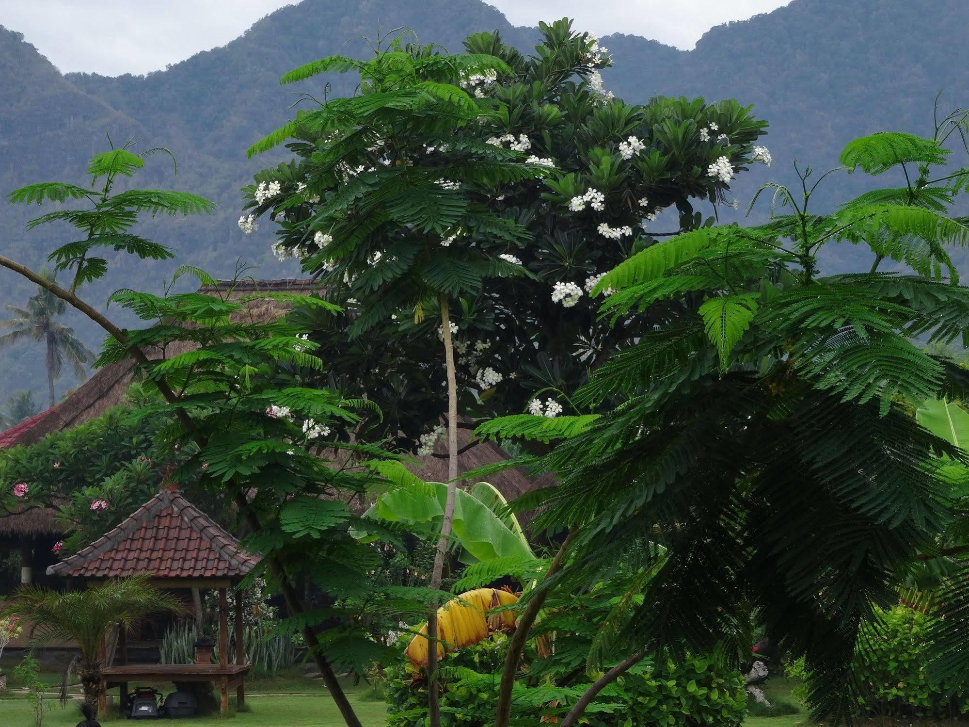 Sunia Loka Bungalows & Dive Center เปมูเตรัน ภายนอก รูปภาพ